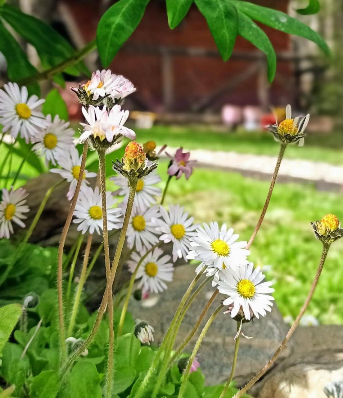 Buenavida Guesthouse Ushuaia Zewnętrze zdjęcie