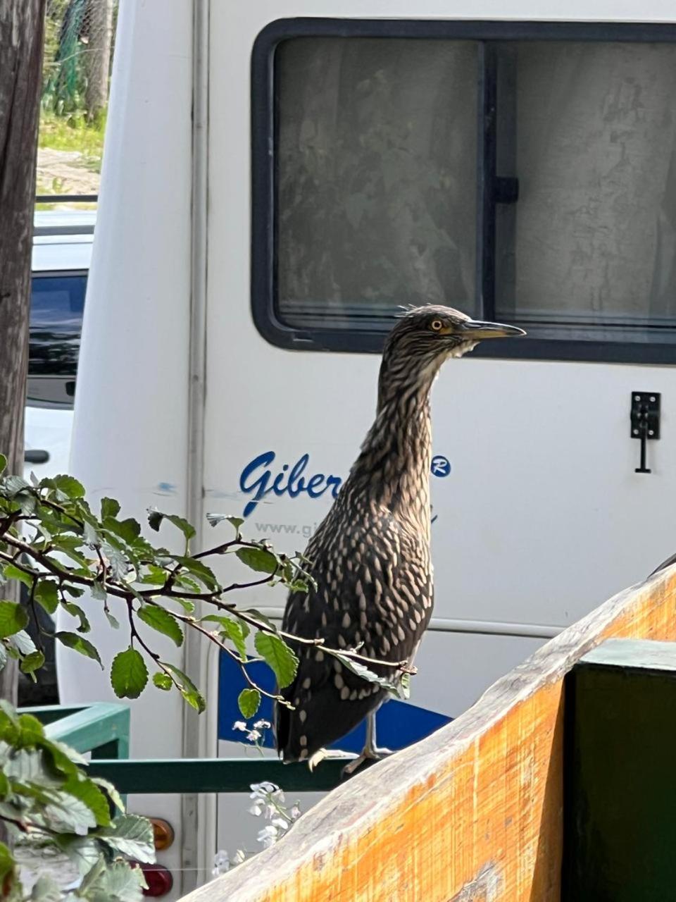 Buenavida Guesthouse Ushuaia Zewnętrze zdjęcie